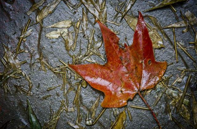Prognoza meteo: Cum va fi vremea in urmatoarele doua saptamani