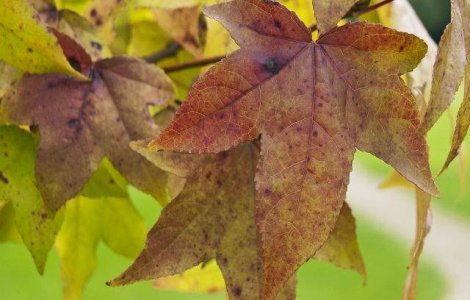 Prognoza meteo: Vremea la sfarsitul saptamanii