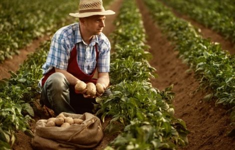 Întreținerea culturii de cartof - 4 aspecte de care să ții cont, ca să obții recoltele dorite