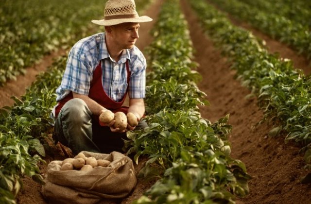 &Icirc;ntreținerea culturii de cartof - 4 aspecte de care să ții cont, ca să obții recoltele dorite