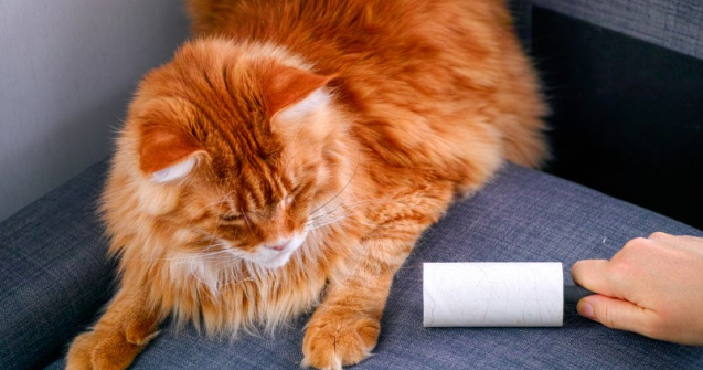 Când cade părul pisicilor? Măsuri de prevenţie