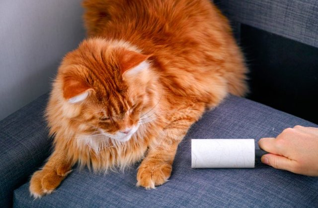 C&acirc;nd cade părul pisicilor? Măsuri de prevenţie