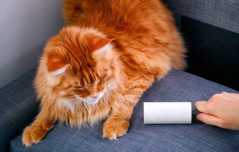 Când cade părul pisicilor? Măsuri de prevenţie