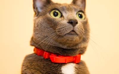 Cum trebuie sa fie zgarda...