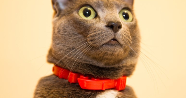 Cum trebuie sa fie zgarda pisicii?