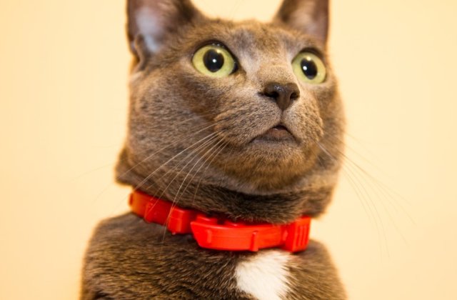 Cum trebuie sa fie zgarda pisicii?