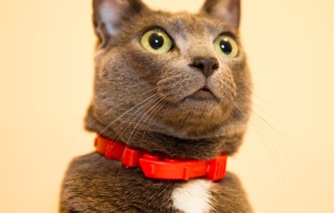 Cum trebuie sa fie zgarda pisicii?