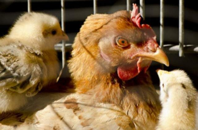 Numarul animalelor si al pasarilor sacrificate a scazut in august