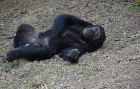 SUA: Cimpanzeii ar putea obtine statutul de "persoane"