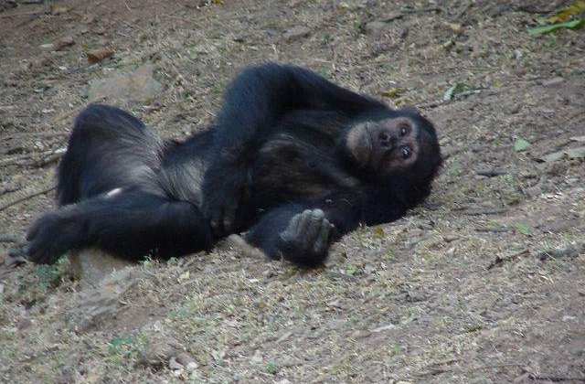 SUA: Cimpanzeii ar putea obtine statutul de "persoane"