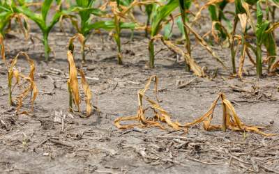 Seceta din Europa crește...