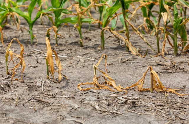 Seceta din Europa crește riscul inflației la alimente. Care sunt cele mai afectate culturi