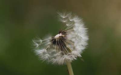 Ce sunt alergenii: tipuri și...