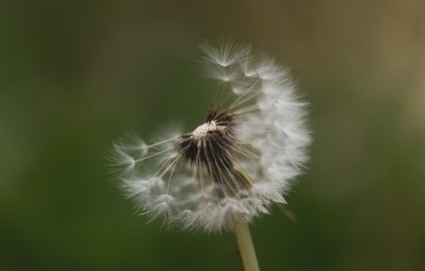 Ce sunt alergenii: tipuri și simptome principale