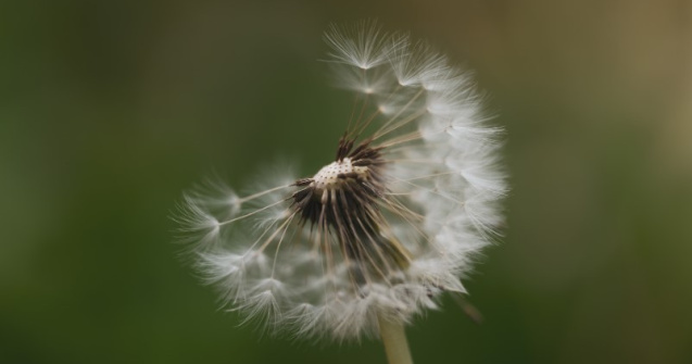 Ce sunt alergenii: tipuri și simptome principale