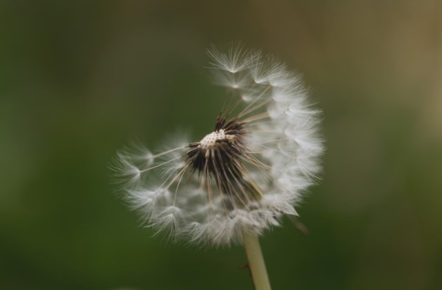 Ce sunt alergenii: tipuri și simptome principale