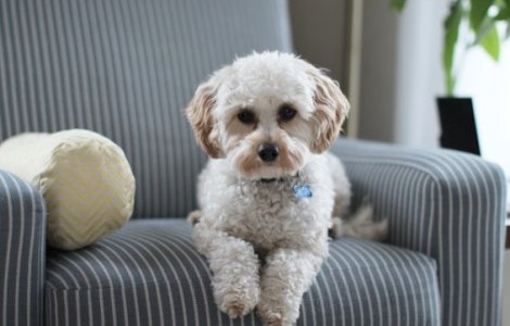 Avantajele covorașelor igienice pentru câini