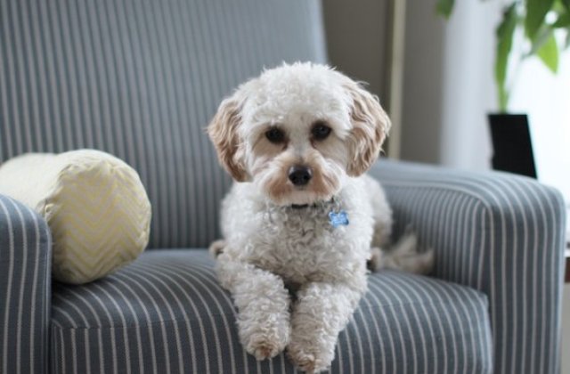 Avantajele covorașelor igienice pentru c&acirc;ini