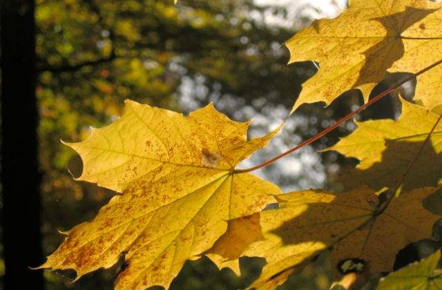 Cand incep ploile? Starea vremii in urmatoarele doua saptamani