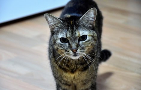 SafePet - Farmacie veterinară online destinată animalelor de companie