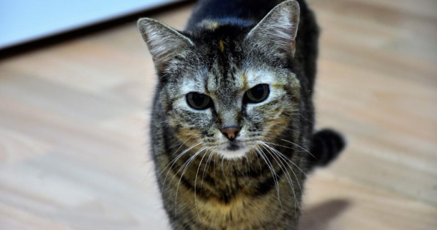 SafePet - Farmacie veterinară online destinată animalelor de companie