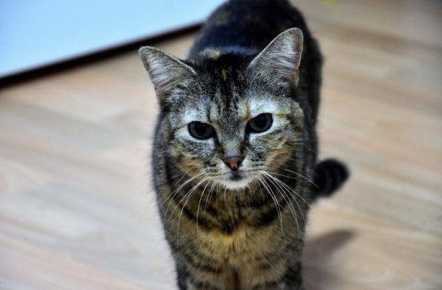 SafePet - Farmacie veterinară online destinată animalelor de companie