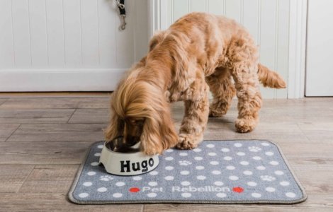 Accesorii pentru câini: sfaturi pentru a le alege cât mai bine!