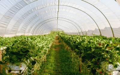 Obține producții agricole mai...