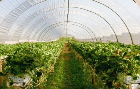 Obține producții agricole mai mari cu o seră profesională