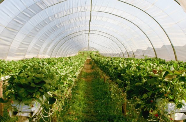 Obține producții agricole mai mari cu o seră profesională