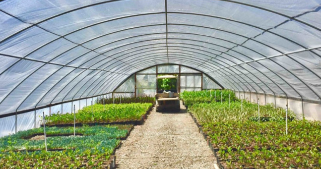 De ce produse avem nevoie pentru a obține recolte bogate în propria grădină?