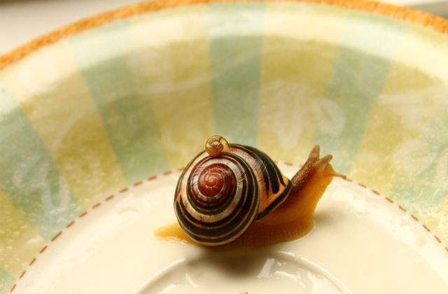 O specie de melci hermafroditi promoveaza egalitatea de drepturilor minoritatilor sexuale