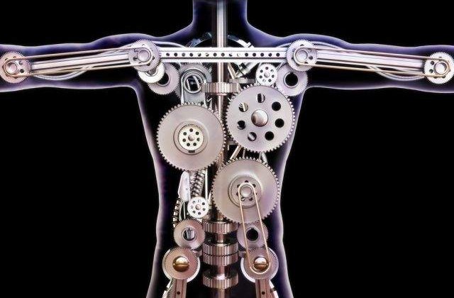 Mai avem nevoie de ele? TOP 10 organe pe care nu le mai folosim