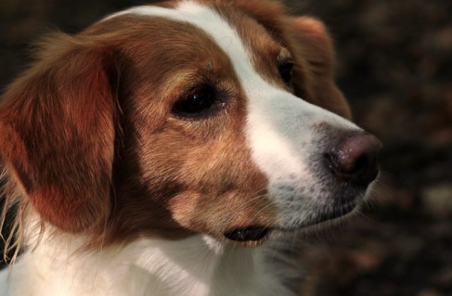 Află totul despre suplimentele veterinar: ce sunt și ce rol au?