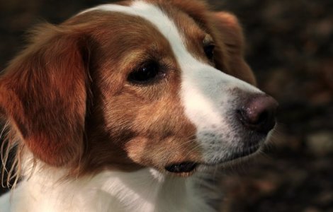 Află totul despre suplimentele veterinar: ce sunt și ce rol au?