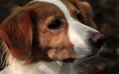 Cum să alegi cea mai bună...