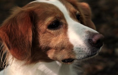 Cum să alegi cea mai bună mancare pentru caini: hrană umedă sau uscată?