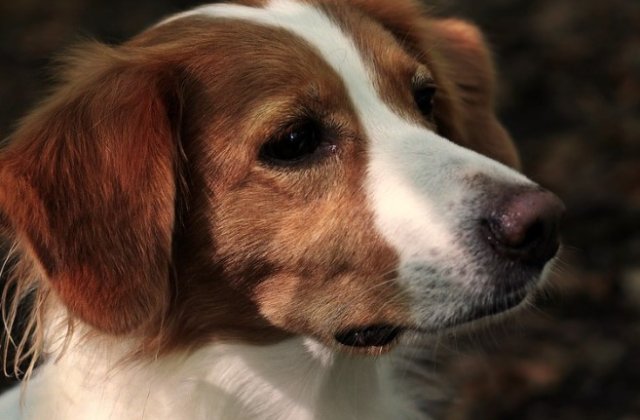 Cum să alegi cea mai bună mancare pentru caini: hrană umedă sau uscată? 