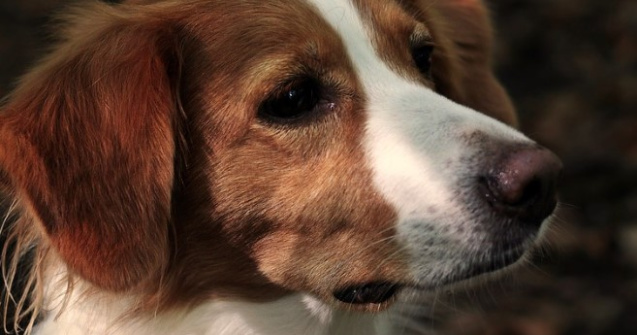 Cum să alegi cea mai bună mancare pentru caini: hrană umedă sau uscată?