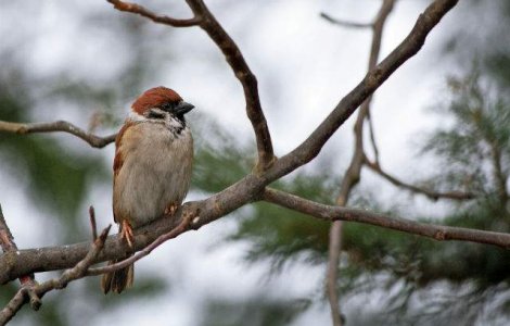 Prognoza meteo: Vremea la inceputul saptamanii