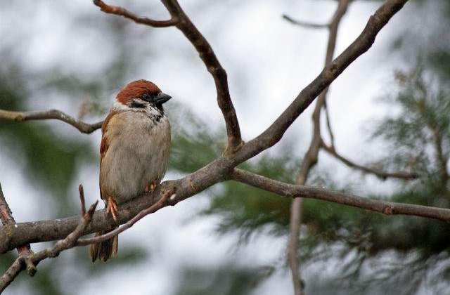 Prognoza meteo: Vremea la inceputul saptamanii