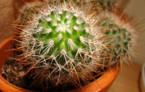  Top  Le avem cu totii acasa, dar stiti secretul lor? Cele mai BENEFICE plante de interior