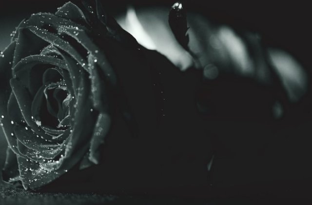 Top 10 flori exotice și neobișnuite potrivite pentru un cadou special