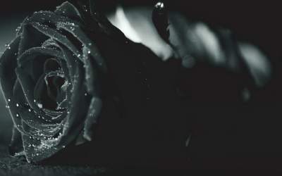 Top 10 flori exotice și...