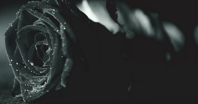 Top 10 flori exotice și neobișnuite potrivite pentru un cadou special