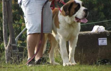  Top  Ce BOLI transmit animalele de companie