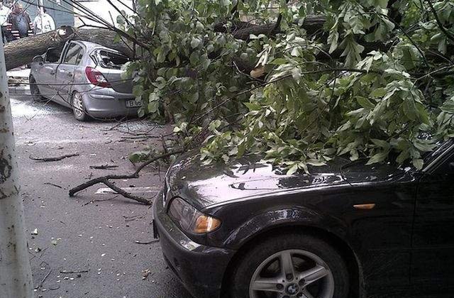 Ninsoarea si vantul au facut ravagii in Capitala: 130 de copaci doborati si 65 de masini avariate