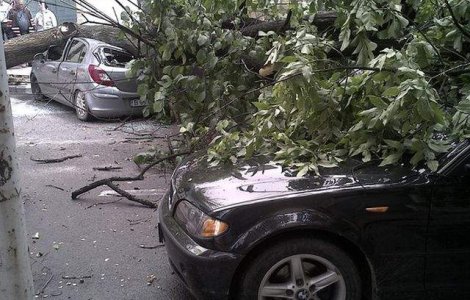 Ninsoarea si vantul au facut ravagii in Capitala: 130 de copaci doborati si 65 de masini avariate