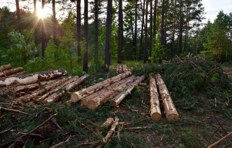 Ministrul Mediului cere modificări în Codul Silvic din cauza hoților de lemne