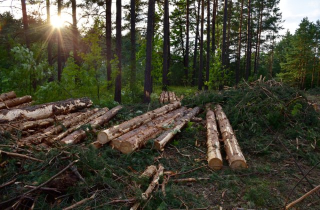 Ministrul Mediului cere modificări &icirc;n Codul Silvic din cauza hoților de lemne